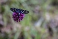Butterfly on a purple flower Royalty Free Stock Photo
