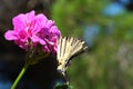 Butterfly on purple flower. Green vegetation bokeh background