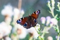 A butterfly on a purple flower. Summer postcard with a butterfly. Wildflowers and butterflies