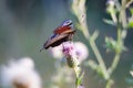 A butterfly on a purple flower. Summer postcard with a butterfly. Wildflowers and butterflies