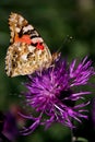 Butterfly on a purple flower