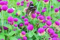Butterfly and gomphrena flowers Royalty Free Stock Photo