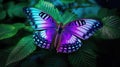 butterfly purple green gradient