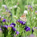 Butterfly on purple Limonium flower, sea-lavender