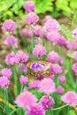 Butterfly in purple onion flowers .insects and flowers wallpaper.Beautiful nature photo wallpaper.Summer mood.