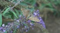 A butterfly on a purple tassel of flowers and her unabated desire for life