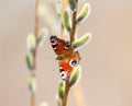 Butterfly on pussy-willow