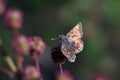 Butterfly - Pyrgus, family Hesperidae