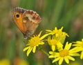 Butterfly (Pyronia tithonus) Royalty Free Stock Photo