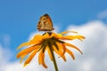 Butterfly Pyronia tithonus on a coneflower