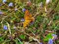 Butterfly Queen of Spain fritillary, Issoria lathonia. Royalty Free Stock Photo