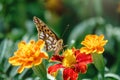 A butterfly, a queen of Spain fritillary, lat. Issoria lathonia, sitting on a red and yellow flower and drinks nectar with its Royalty Free Stock Photo