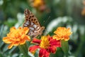 A butterfly, a queen of Spain fritillary, lat. Issoria lathonia, sitting on a red and yellow flower and drinks nectar with its Royalty Free Stock Photo