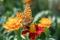 A butterfly, a queen of Spain fritillary, lat. Issoria lathonia, sitting on a red and yellow flower and drinks nectar with its Royalty Free Stock Photo