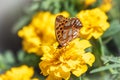 A butterfly, a queen of Spain fritillary, lat. Issoria lathonia, sitting on a yellow flower and drinks nectar with its proboscis. Royalty Free Stock Photo