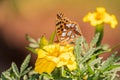 A butterfly, a queen of Spain fritillary, lat. Issoria lathonia, sitting on a yellow flower and drinks nectar with its proboscis. Royalty Free Stock Photo