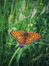 butterfly Royalty Free Stock Photo