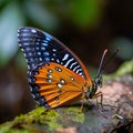 Butterfly in the rainforest of Borneo, Malaysia