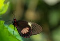 Butterfly rainforest closeup summer Royalty Free Stock Photo