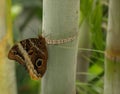 Butterfly rainforest closeup summer