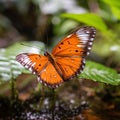 Butterfly in the rainforest of Doi Inthanon National Park, Thailand