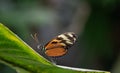 Butterfly rainforest macro insect widlife