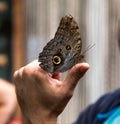 Butterfly rainforest macro insect widlife HAND