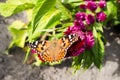 The butterfly rash on the inflorescence purple celosia