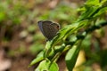 a butterfly that reaches the top of the leaf with a beautiful gray dominant color Royalty Free Stock Photo