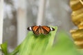 Butterfly is ready to fly. Royalty Free Stock Photo