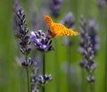 Butterfly ready to fly