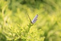 Butterfly on the stem, ready to fly, open wings Royalty Free Stock Photo