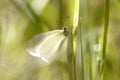 Butterfly Real's wood white, Leptidea reali, sitting on a plant stem, river. Carpathians, Ukraine