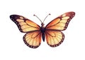 Butterfly realistic vector illustration. Royalty Free Stock Photo