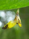 Butterfly Reborn beautiful Royalty Free Stock Photo