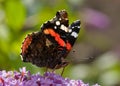 Butterfly - Red Admiral Royalty Free Stock Photo