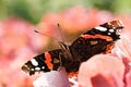 Butterfly Red admiral