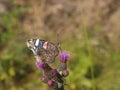 Butterfly red admiral on a purple flower Royalty Free Stock Photo
