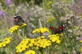 Butterfly red admiral with folded wings and peacock butterfly