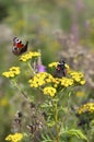 Butterfly red admiral with folded wings and peacock butterfly