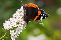 Butterfly Red Admiral on gooseneck loosestrife Royalty Free Stock Photo