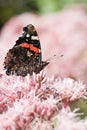 Butterfly Red Admiral on gravel root Royalty Free Stock Photo