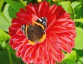 Butterfly red admiral liked the red dahlia. Royalty Free Stock Photo