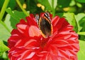 Butterfly red admiral liked the red dahlia.