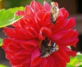 Butterfly red admiral liked the red dahlia.