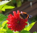 Butterfly red admiral liked the red dahlia. Royalty Free Stock Photo
