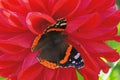 Butterfly red admiral liked the red dahlia. Royalty Free Stock Photo