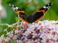 A butterfly red admiral on a pink flower. Royalty Free Stock Photo