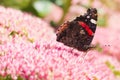 Butterfly Red admiral on sedum flowers Royalty Free Stock Photo