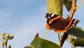 Butterfly Red Admiral standing on a Pear Branch on a Sunny Autumn Day